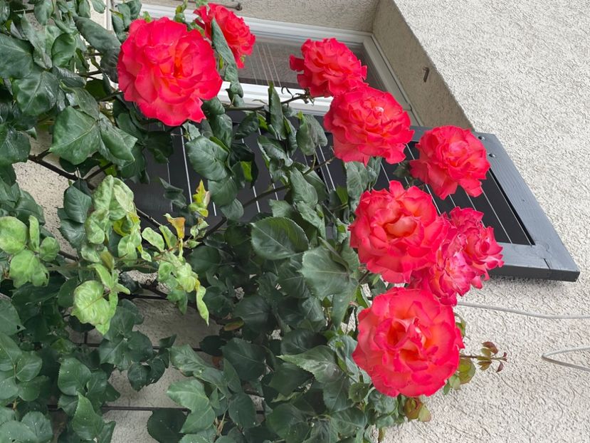 951553DE-559B-42C4-BA6C-B72658532666 - TRANDAFIRI