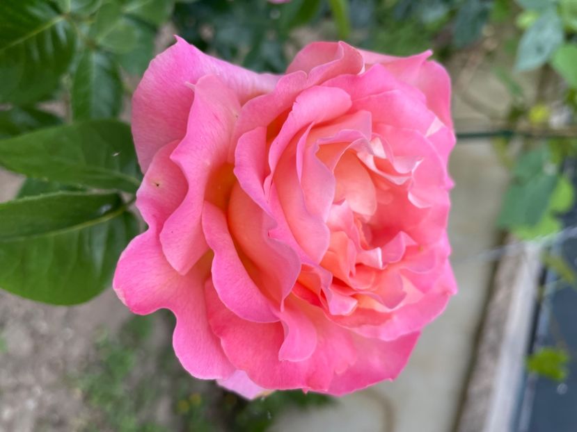 49E019DC-8DE6-4002-8A83-B717E81EC32E - TRANDAFIRI