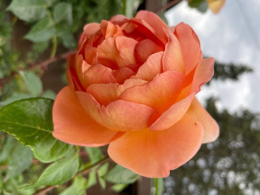 878C6DCF-68C2-4F4C-9E0D-D27DE43C8208 - TRANDAFIRI