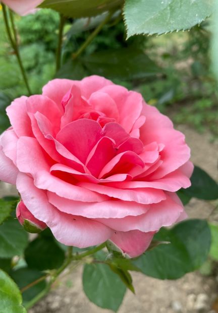 6F6D8D9E-8E6D-4E9C-8550-718D778FC683 - TRANDAFIRI