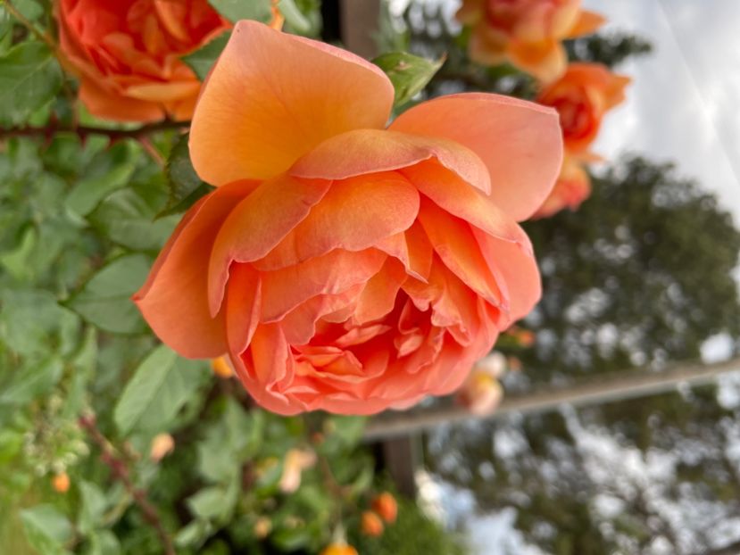 79BE5562-6CA2-409B-AECC-1B3D5B42F8A4 - TRANDAFIRI