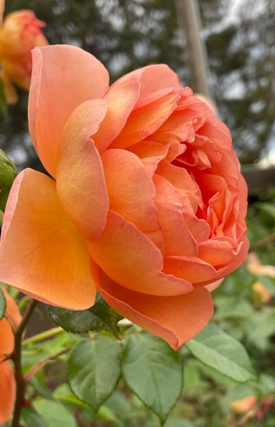 D5914D05-5859-4BB3-B056-A174820725C2 - TRANDAFIRI