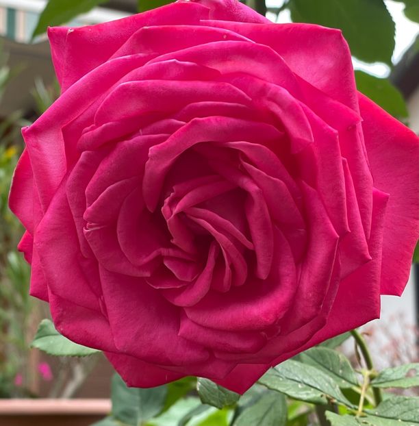 A2DF378D-F9A1-474D-A3F3-7501BABBD57D - TRANDAFIRI