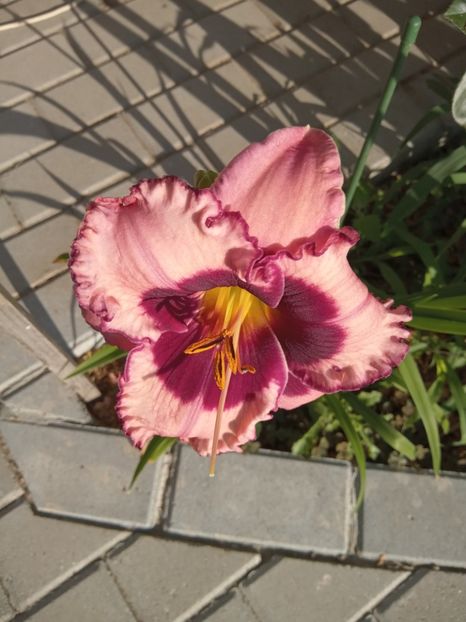 - 02 Hemerocalisi-hibiscusi-crini