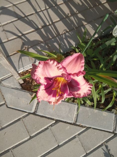  - 02 Hemerocalisi-hibiscusi-crini