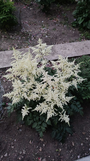 Deuschland - Astilbe
