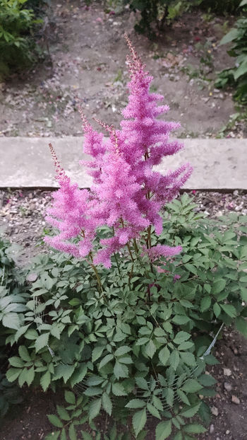 Amethyst - Astilbe