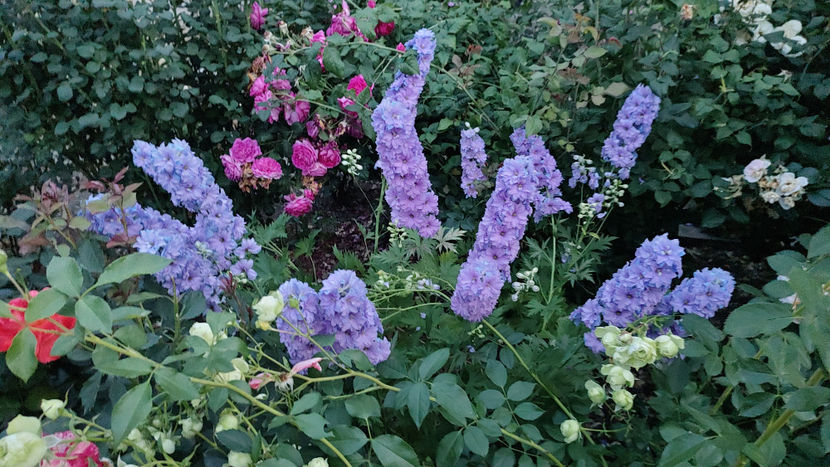 22 06 2022 - Delphinium