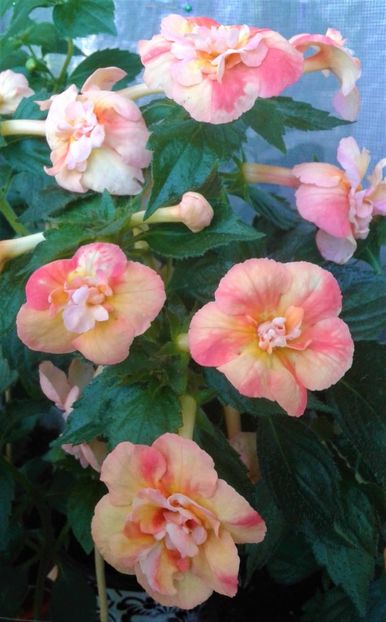  - 0000 ACHIMENES