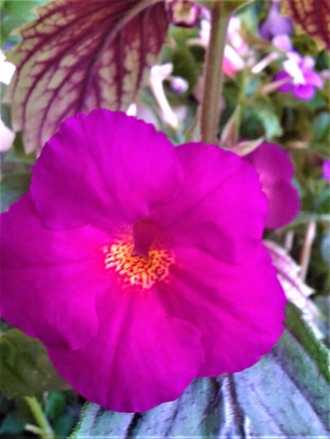  - 0000 ACHIMENES
