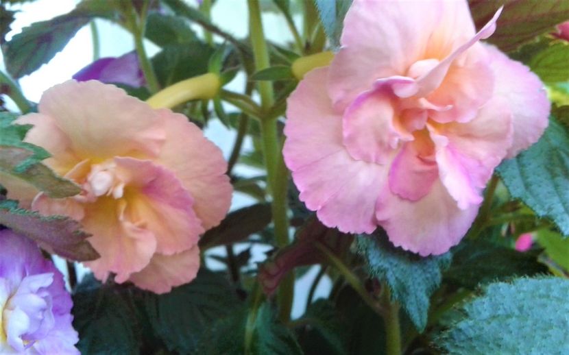  - 0000 ACHIMENES