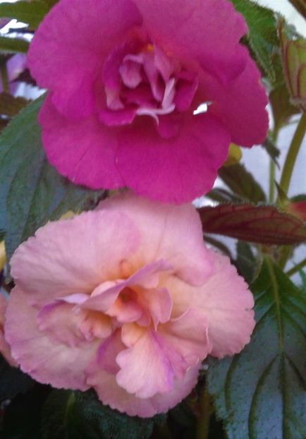  - 0000 ACHIMENES