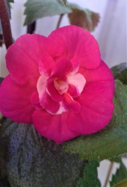  - 0000 ACHIMENES