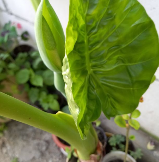  - Sub tutela soarelui