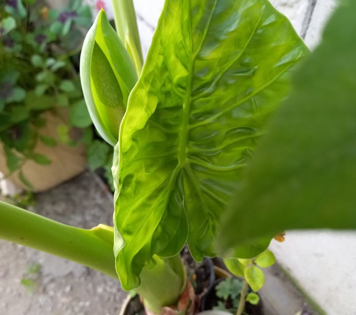  - Sub tutela soarelui