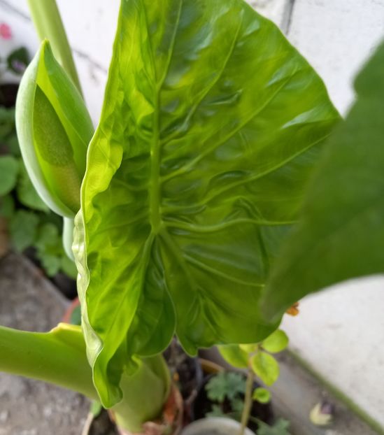  - Sub tutela soarelui