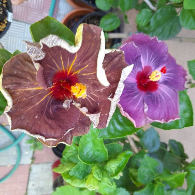 30.06.2022 - HIBISCUSI 2022-2