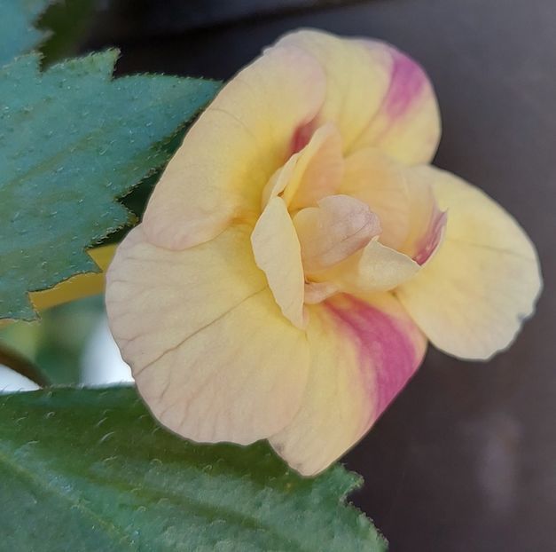  - RFs TROPICANA 2