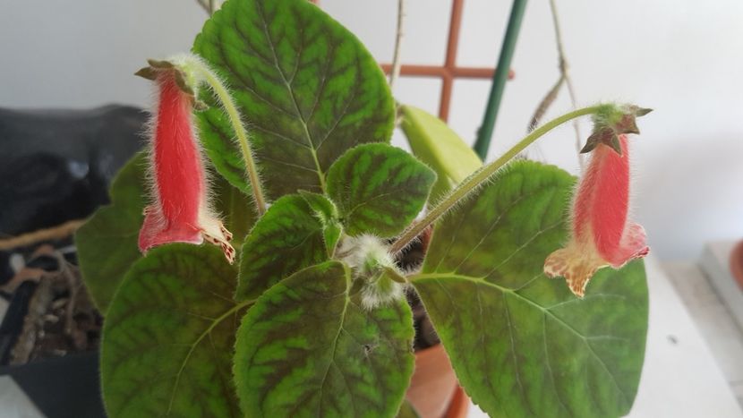 2022 Kohleria Bibbi - Kohleria