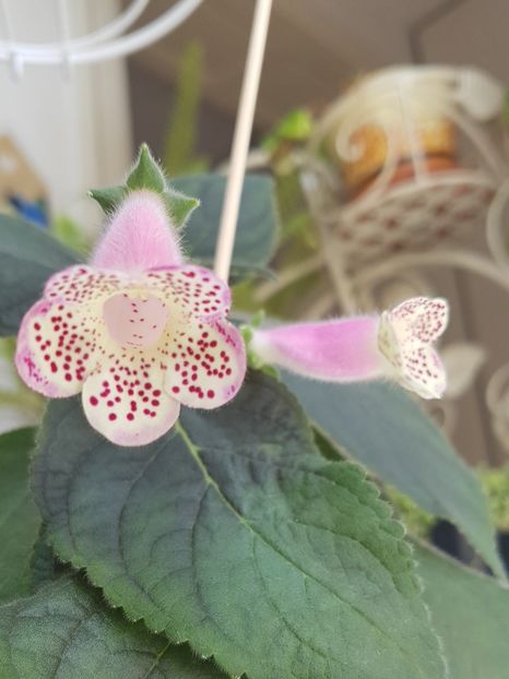 Kohleria Hcy's Jardin de Monet - Kohleria