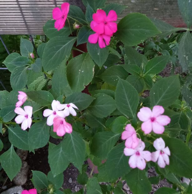  - Sub tutela soarelui