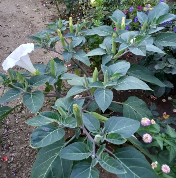  - Sub tutela soarelui