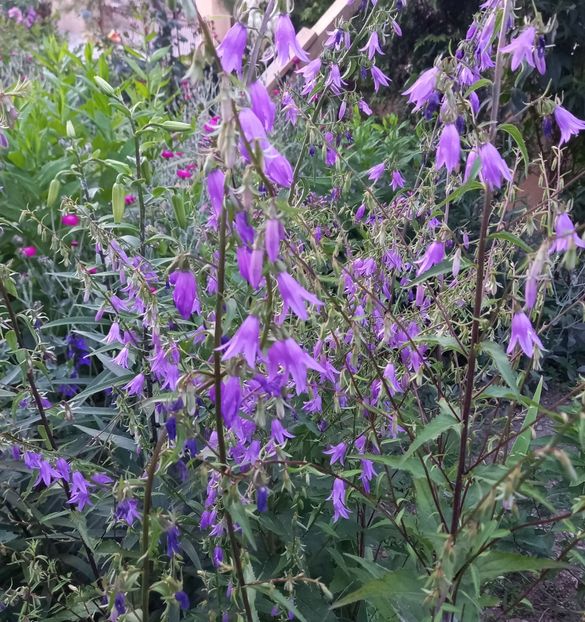  - Sub tutela soarelui