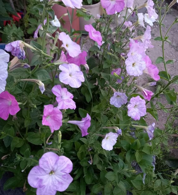  - Sub tutela soarelui