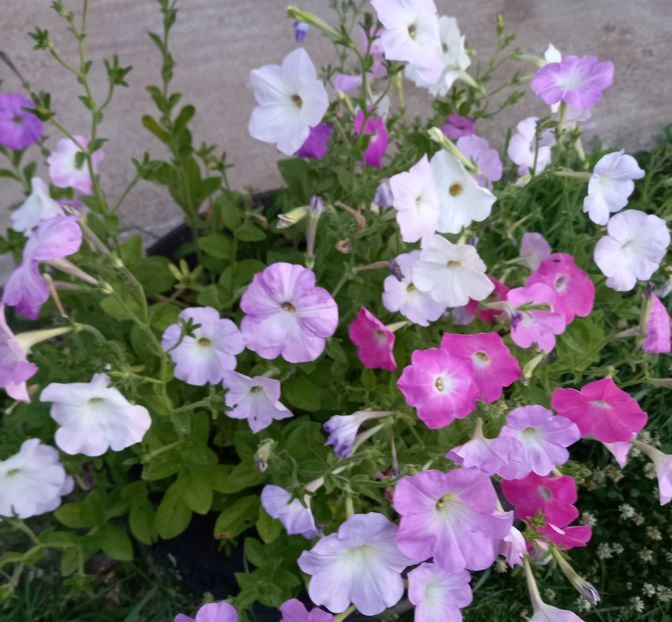  - Sub tutela soarelui