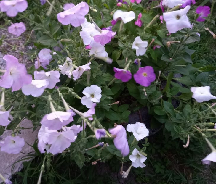  - Sub tutela soarelui