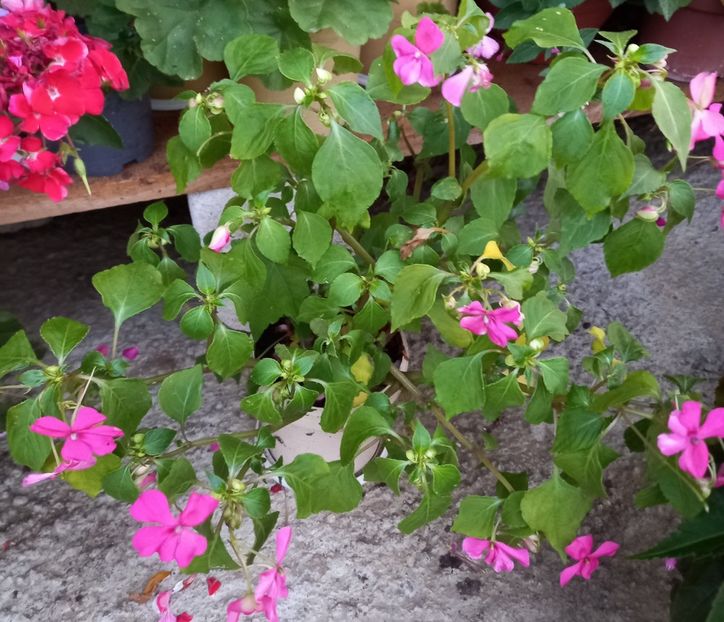  - Sub tutela soarelui