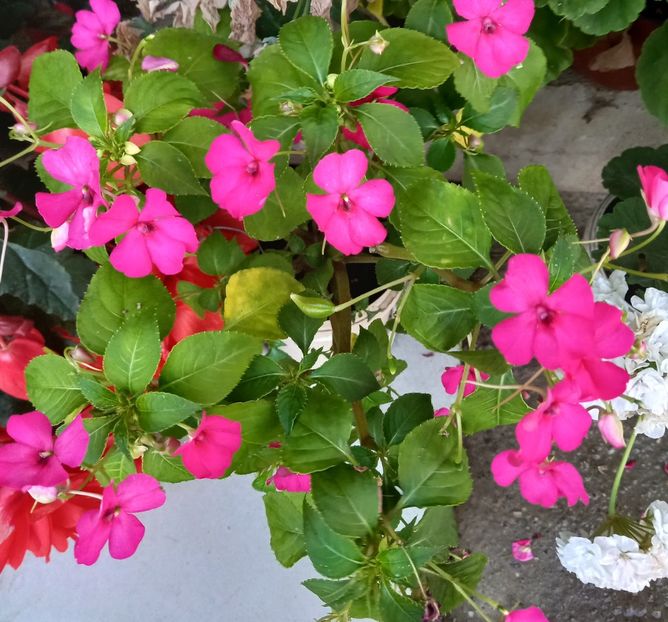  - Sub tutela soarelui