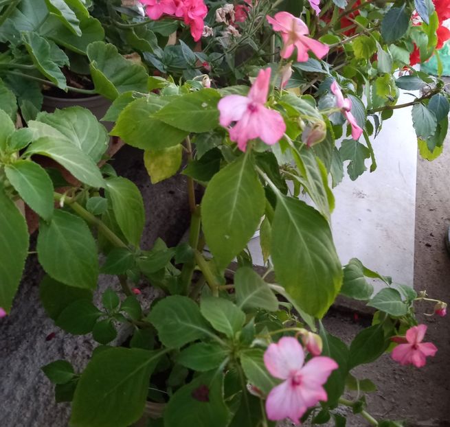  - Sub tutela soarelui