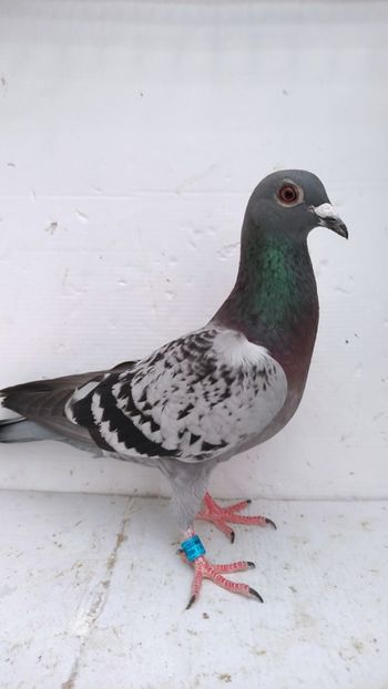 F 2021 vanduta - De vanzare voiajori 2