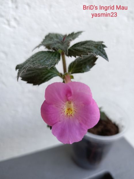 .06.2022 - A-Achimenes BriDs