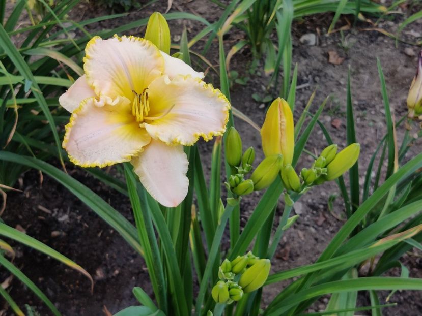  - Hemerocallisi 1