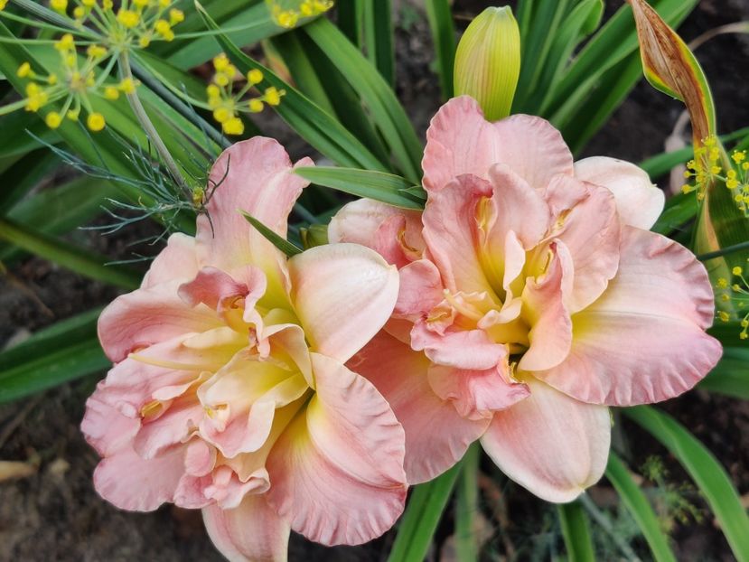 Lacy doily - Hemerocallis