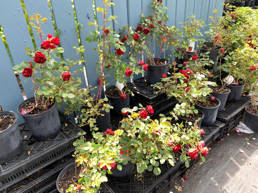  - Greengate Garden Centres