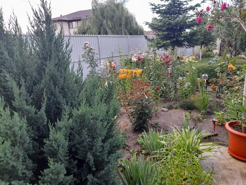 - 01 De prin curte si gradina
