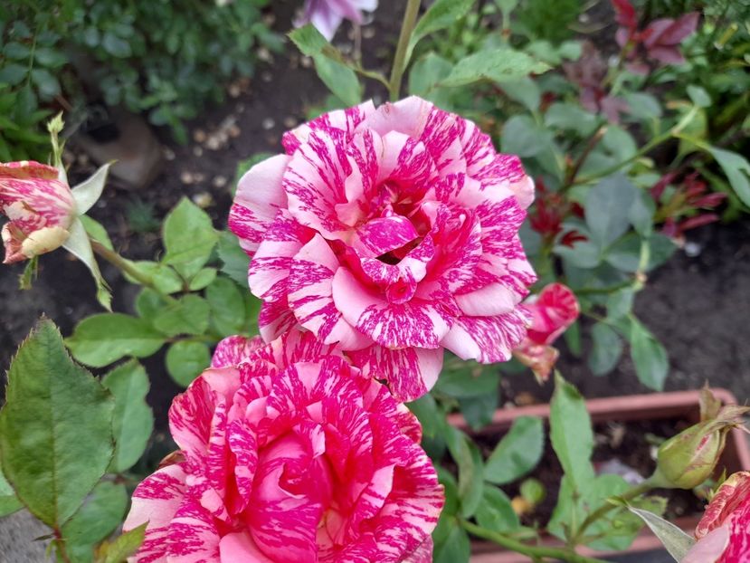 - 01 De prin curte si gradina