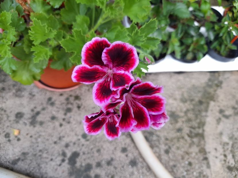  - 01 De prin curte si gradina