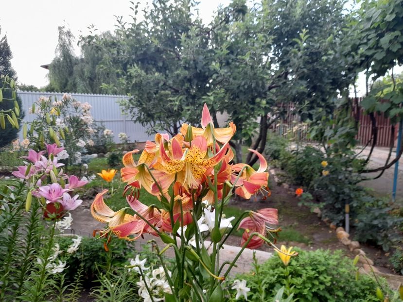  - 01 De prin curte si gradina