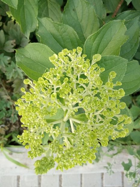 - 02 Azalee-rhododendroni-heleborusi-hortensii-hoste 2022