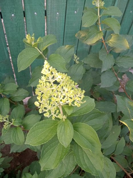  - 02 Azalee-rhododendroni-heleborusi-hortensii-hoste 2022
