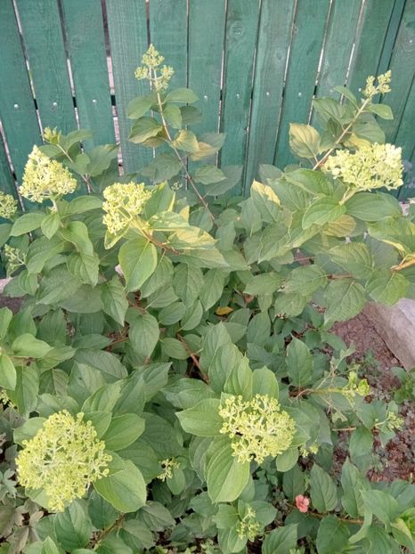  - 02 Azalee-rhododendroni-heleborusi-hortensii-hoste 2022
