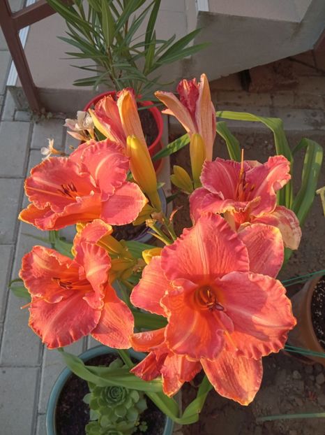  - 02 Hemerocalisi-hibiscusi-crini