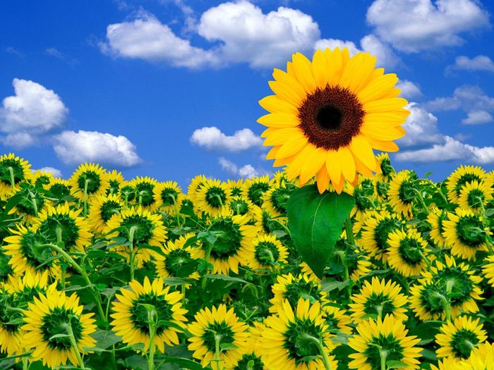 A Little Sunshine Flori Desktop Wallpapers Poze cu Flori - poze cu flori
