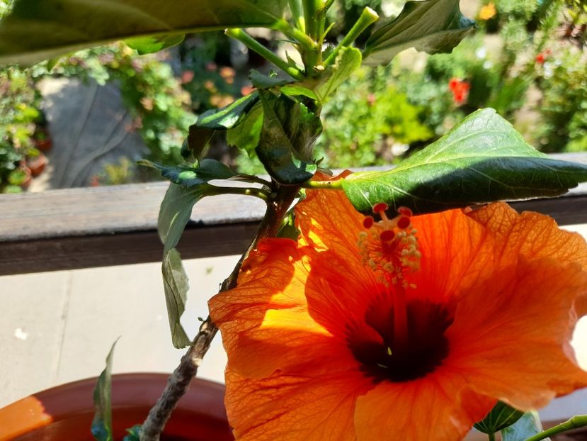  - 111 Bucurii pentru suflet 2022