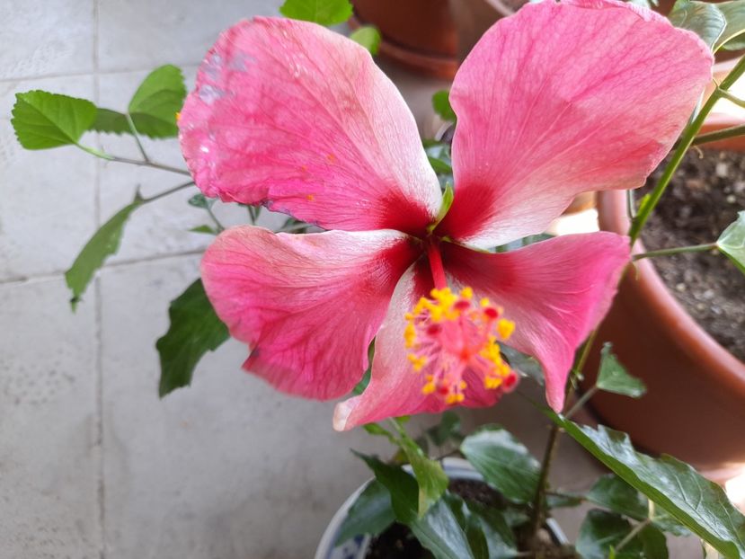  - 111 Bucurii pentru suflet 2022