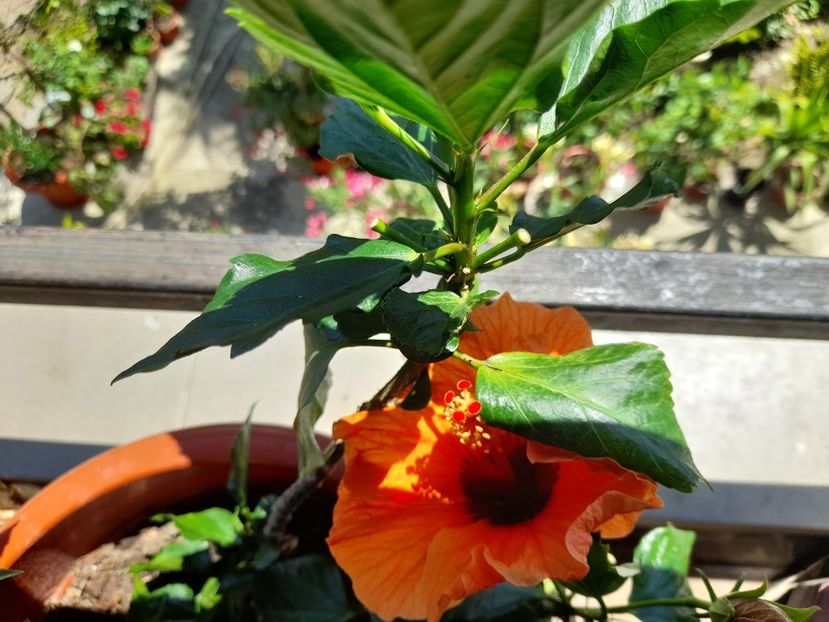  - 111 Bucurii pentru suflet 2022